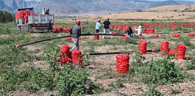 MAKAS FENA AÇILDI: Üreticide 5, markette 25 lira!