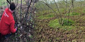 2026 YILI ALAN BAZLI FINDIK DESTEK ÖDEMELERİ İÇİN BAŞVURU SÜRESİ SONA ERİYOR! Son gün 31 ARALIK 2026