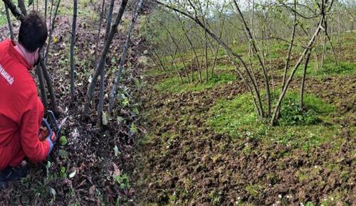 2026 YILI ALAN BAZLI FINDIK DESTEK ÖDEMELERİ İÇİN BAŞVURU SÜRESİ SONA ERİYOR! Son gün 31 ARALIK 2026