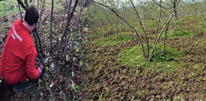 2026 YILI ALAN BAZLI FINDIK DESTEK ÖDEMELERİ İÇİN BAŞVURU SÜRESİ SONA ERİYOR! Son gün 31 ARALIK 2026