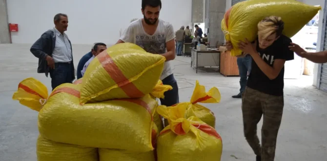 FINDIK’TA YENİ KRİZ: ‘TMO piyasayı düzenlemek yerine alınan karar üreticiye darbe olacaktır’