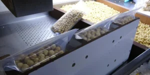 TRABZON’DA FINDIKTA HASAT BİTTİ, işleme dönemi başladı