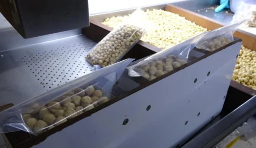 TRABZON’DA FINDIKTA HASAT BİTTİ, işleme dönemi başladı